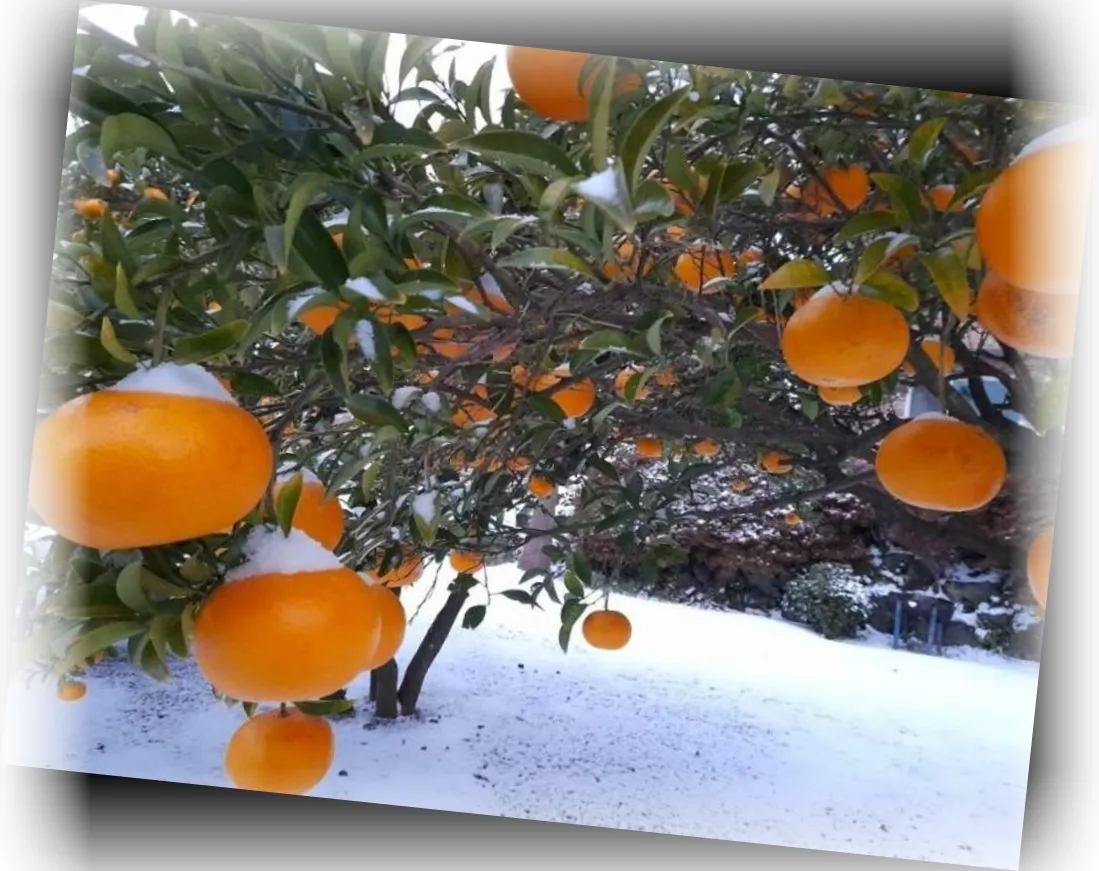 ___________image_8.webp